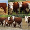 Описи и карактеристике 12 најбољих пасмина говедине, гдје се узгајају и како одабрати