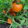 Eigenschaften und Beschreibung der Sorte Tomatenhonighonig (Honigtau)