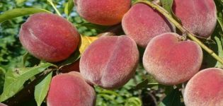 Descriptions of the 20 best varieties of Crimean peaches and growing rules