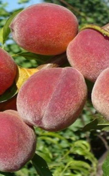 Krimas persiku 20 labāko šķirņu apraksti un audzēšanas noteikumi
