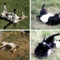 Опис и карактеристике слабовидних коза, правила држања