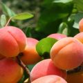 Description of apricot varieties Success, characteristics of yield and cultivation features