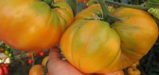 Pomidorų veislės savybės ir aprašymas Geltonasis milžinas
