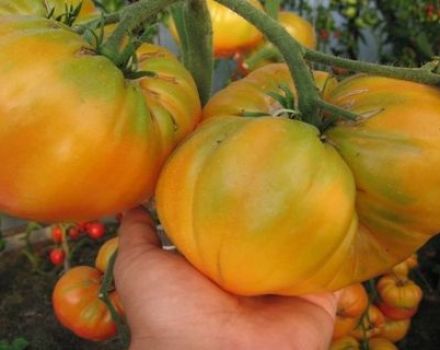 Charakteristika a popis odrůdy rajčat žlutého obra