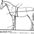 Koľko môže kôň v priemere vážiť a ako určiť hmotnosť, svetové rekordy