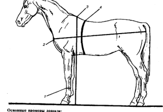 Berapa berat kuda rata-rata dan bagaimana menentukan jisim, rekod dunia