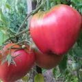 Eigenschaften und Beschreibung der Batianya-Tomatensorte, deren Ertrag