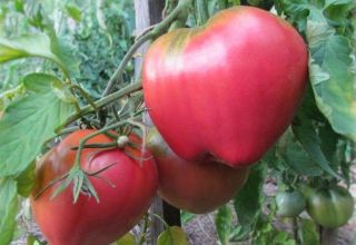 Was es vor dem Kaufen die Tomatenbaum pflegeanleitung zu beachten gilt