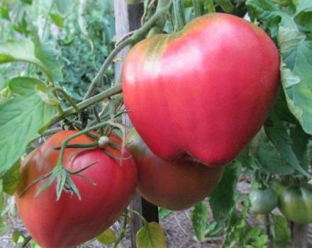 Batianya tomātu šķirnes raksturojums un apraksts, tās raža