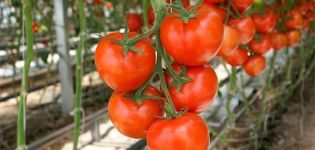 Geriausios atvirame žemės pomidorų veislė Nižnij Novgorodo regione