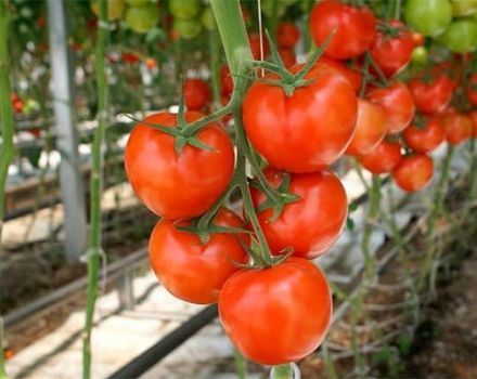 The best varieties of tomatoes for open ground in the Nizhny Novgorod region