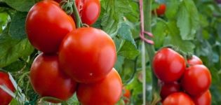 Caractéristiques et description de la variété de tomate Gilgal