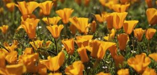 Beskrivning av sorter och odling av flerårig escholzia, plantering och vård