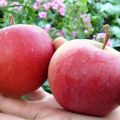 Opis a charakteristika odrody jabĺk Dobré správy, výsadba a pestovanie