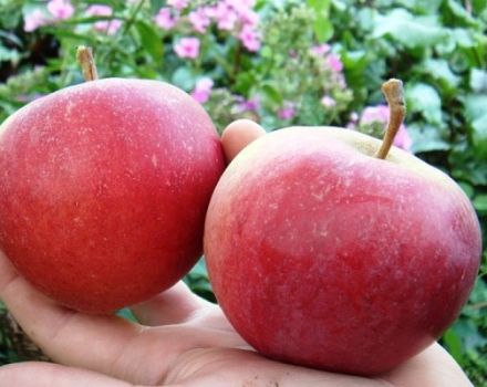 Beskrivning och egenskaper för äpplesorten Goda nyheter, plantering och odling
