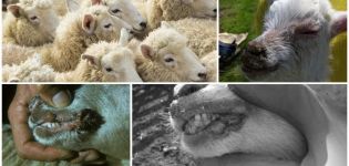 Príznaky nákazlivej ektomy oviec a vírusového patogénu ako liečiť