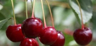 „Sania“ vyšnių veislės ir medžio bei vaisių savybių, auginimo ir priežiūros aprašymas
