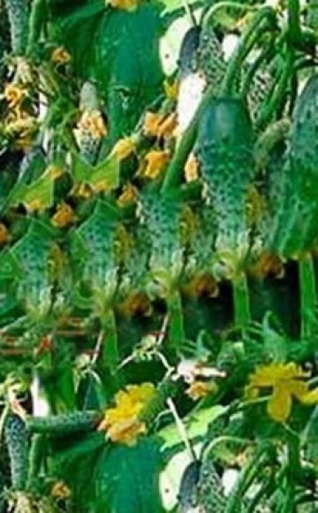 Descripció de la varietat de cogombre Garland f1, recomanacions per al cultiu i cura
