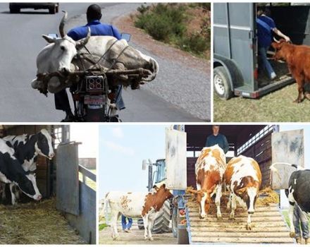 قواعد نقل الأبقار وأي وسيلة نقل تختار ، الوثائق اللازمة
