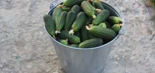 Description of cucumbers varieties Mazai, Generalsky, Zena, ks 90, rmt, Taganay and others