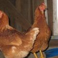 Beskrivning och egenskaper hos Tetra-kycklingar, behållningsregler