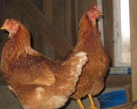 Description et caractéristiques des poulets Tetra, règles d'élevage