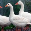 Beschrijving en kenmerken van ganzen van het Rijnras, hun dieet en fokkerij