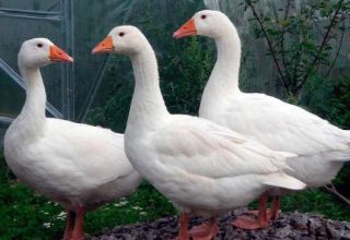 Description and characteristics of geese of the Rhine breed, their diet and breeding