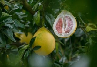 How to grow a pomelo tree from a stone and take care at home