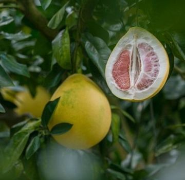 How to grow a pomelo tree from a stone and take care at home