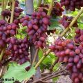 Arochny vynuogių aprašymas ir savybės, veislės istorija ir auginimo taisyklės