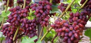 Beschrijving en kenmerken van Arochny-druiven, geschiedenis van de variëteit en teeltregels