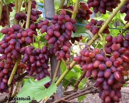 Descripción y características de las uvas Arochny, historia de la variedad y reglas de cultivo.
