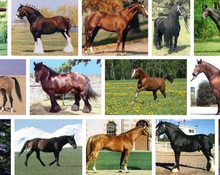 40 geriausių arklių veislių sąrašas ir aprašymai, charakteristikos ir pavadinimai