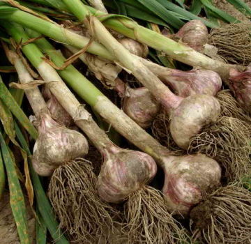 When to dig garlic in the Moscow region in 2020