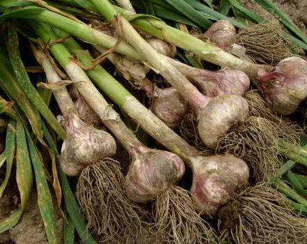 When to dig garlic in the Moscow region in 2020