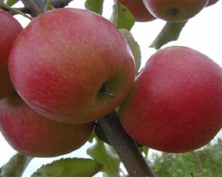 Descripció de la varietat i el rendiment de la poma Katerina, característiques i regions en cultiu