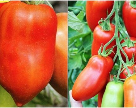 Beskrivning av Hugo-tomatsorten, dess egenskaper och produktivitet