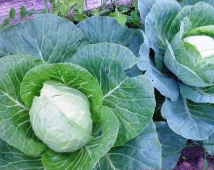 Description of cabbage variety Wintering, features of cultivation and care