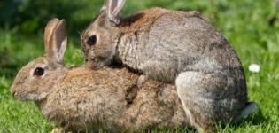 Âge des lapins pour l'accouplement et règles de la maison pour les débutants