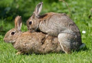 Възраст на зайци за чифтосване и домашни правила за начинаещи