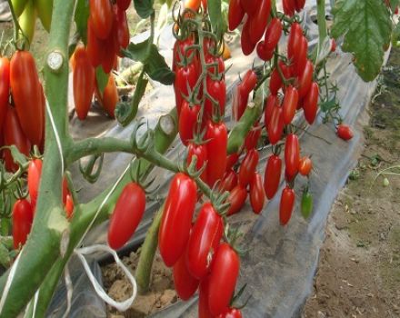 Kenmerken en beschrijving van het tomatenras Inkas