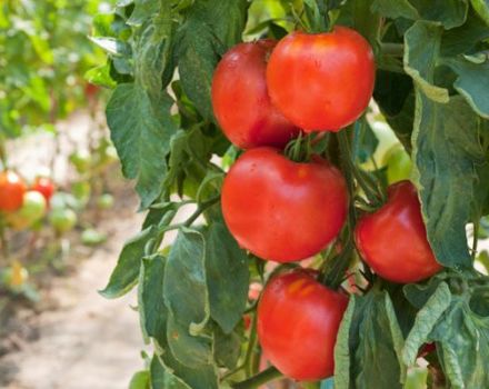 Kenmerken van de tomatenvariëteit Fakel, de opbrengst