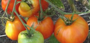 Opis i karakteristike sorte rajčice Kurnosik
