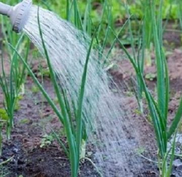 Proportions and rules for watering onions with salt from an onion fly