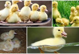 Зашто патке и муладићи ћелав и сврбе, шта треба учинити и како спречити