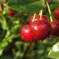 Description and characteristics of cherry varieties Malinovka, the best regions for growing