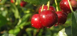 Vyšnių veislių Malinovka, geriausiuose auginimo regionuose, aprašymas ir savybės