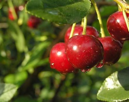 Vyšnių veislių „Malinovka“, geriausių auginimo regionų, aprašymas ir savybės