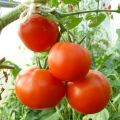 Eigenschaften und Beschreibung der Tomatensorte Katharina die Große F1